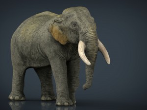 asian elephant mother 3D Model