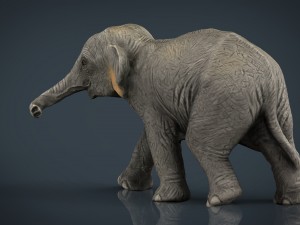 asian elephant babe 3D Model