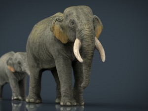 asians elephants mother and babe 3D Model