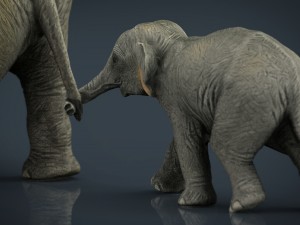 asians elephants mother and babe Modello 3D