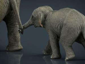 азіатські слони мати і дитина 3D Модель