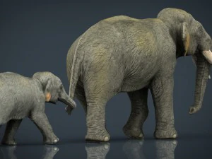 азіатські слони мати і дитина 3D Модель