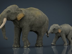 asians elephants mother and babe Modello 3D