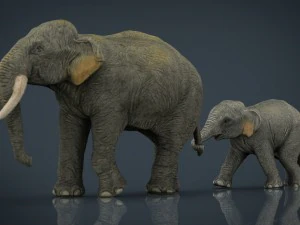 азіатські слони мати і дитина 3D Модель