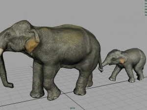 азіатські слони мати і дитина 3D Модель