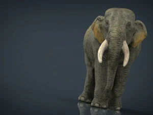 азіатські слони мати і дитина 3D Модель