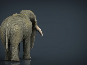 asians elephants mother and babe Modello 3D