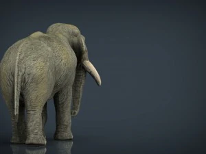 азіатські слони мати і дитина 3D Модель