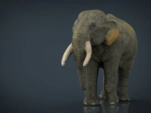 азіатські слони мати і дитина 3D Модель