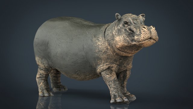 hippopotamus with mouth closed Model 3D .c4d .max .obj .3ds .fbx .stl .blend 