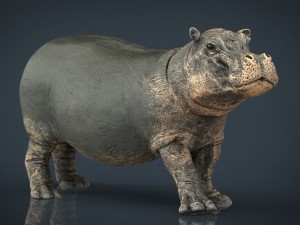 hippopotamus with mouth closed 3D मॉडल