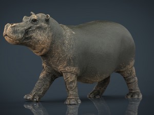 hippopotamus with mouth closed Model 3D