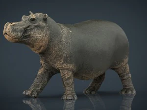 hipopotam z zamkniętymi ustami Model 3D
