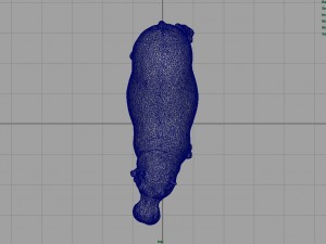 hippopotamus with mouth closed Model 3D