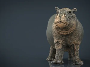 hipopotam z zamkniętymi ustami Model 3D