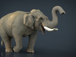 asian elephant 2 3D Model