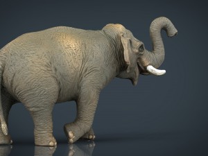 asian elephant 2 3D Model