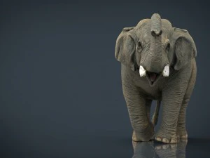 elefante asiatico 2 Modello 3D