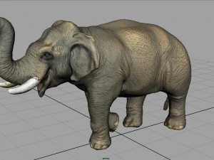 elefante asiatico 2 Modello 3D
