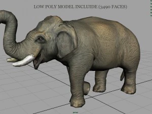 elefante asiatico 2 Modello 3D