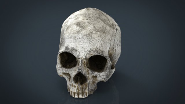 realistic skull 3D मॉडल .c4d .max .obj .3ds .fbx .stl .blend 