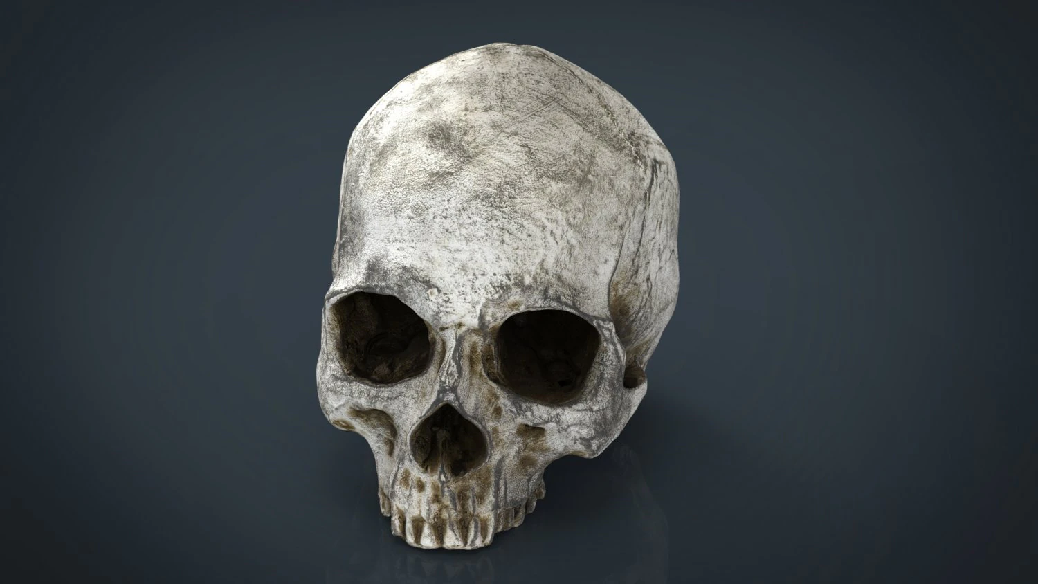 realistic skull 3D Model .c4d .max .obj .3ds .fbx .stl .blend