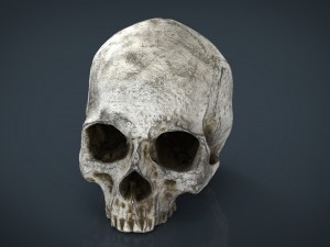 realistic skull 3D मॉडल