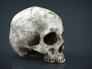 realistic skull 3D Model