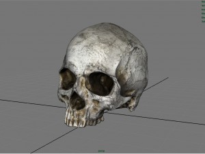 realistic skull 3D मॉडल