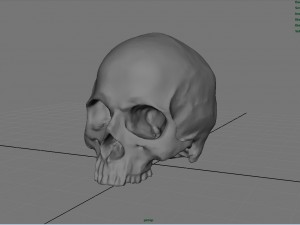 realistic skull 3D मॉडल
