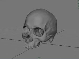 realistic skull 3D Model