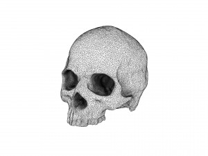 realistic skull 3D मॉडल