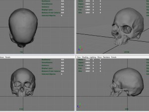 realistic skull 3D मॉडल