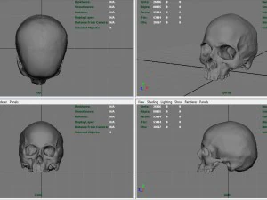realistic skull 3D Model