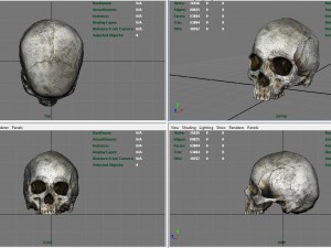 realistic skull 3D मॉडल