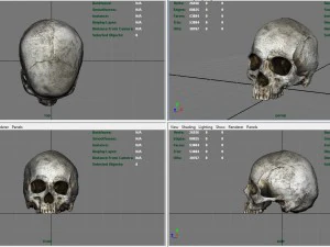 realistic skull 3D Model