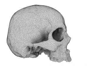 realistic skull 3D मॉडल