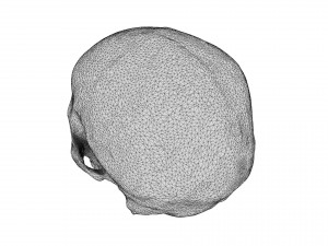 realistic skull 3D मॉडल