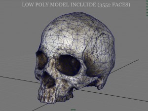 realistic skull 3D मॉडल