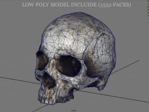 realistic skull 3D Model