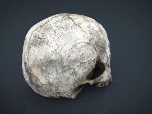 realistic skull 3D मॉडल