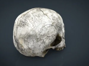 realistic skull 3D Model