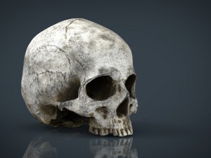 realistic skull 3D मॉडल
