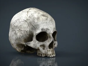 realistic skull 3D Model