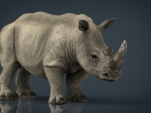 white rhinoceros 3D Model