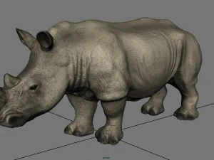 white rhinoceros 3D Model