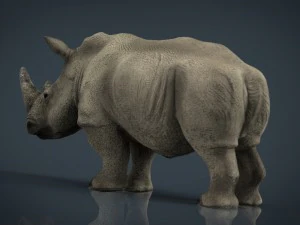 white rhinoceros 3D Model