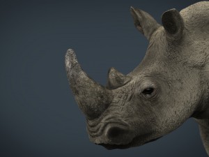 white rhinoceros 3D मॉडल