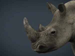 white rhinoceros 3D Model