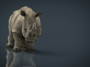 white rhinoceros 3D मॉडल